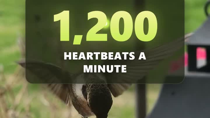 Why hummingbirds almost freeze themselves every night