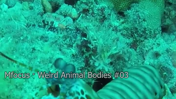 How does a mantis shrimp punch so fast?